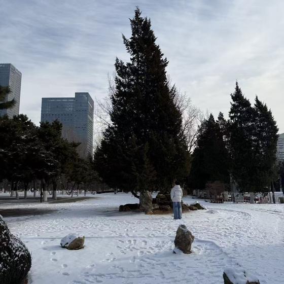 Snow covered park with conifers and distant towers