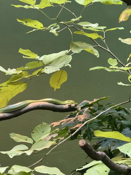 Green snake among green leaves