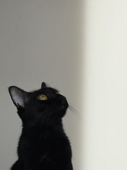 Black cat looking up against a plain wall