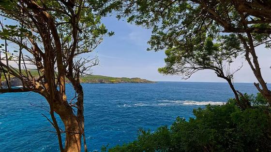 Coastline with trees and sea in wide format